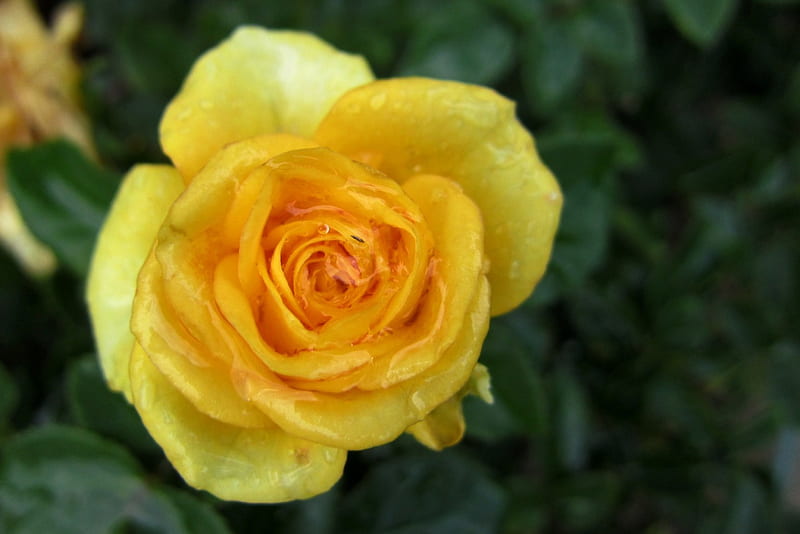 Yellow rose, yellow, garden, lovely, rose, HD wallpaper | Peakpx