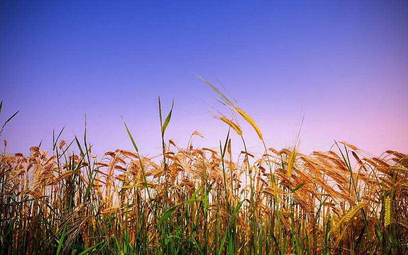 summer grass rye wheat-s, HD wallpaper