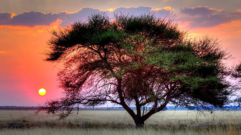 SUNSET over KALAHARI, desert, dawn, public land, dusk, park, clouds, purple, national park, plants, color, morning, safari, pink, fever tree, grassland, HD wallpaper