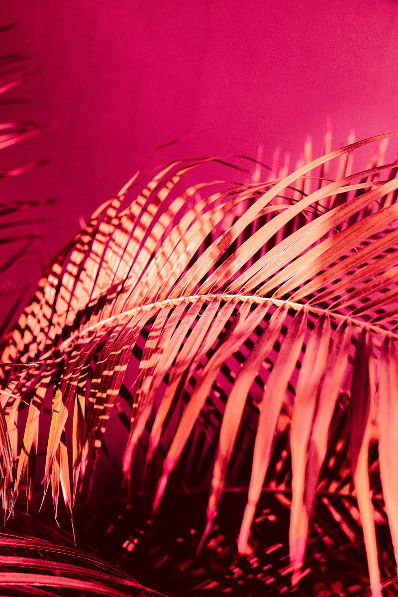 Palm, branch, plant, pink, HD phone wallpaper | Peakpx