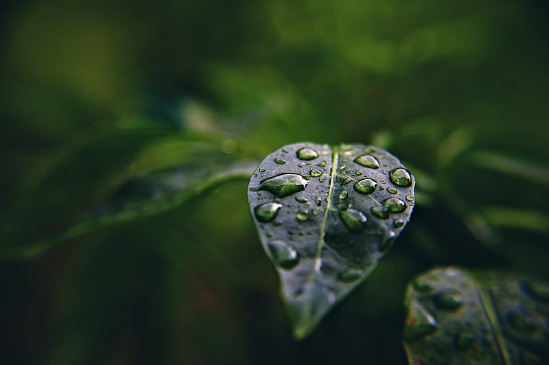 leaf, drops, macro, water, plant, HD wallpaper