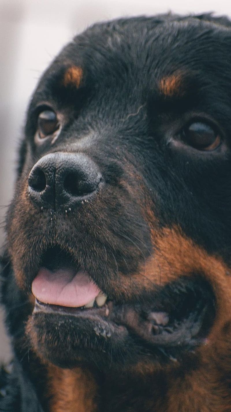Rottweiler Dog Face Closeup, rottweiler dog, face closeup, potrait, dog, pet, animal, HD phone wallpaper
