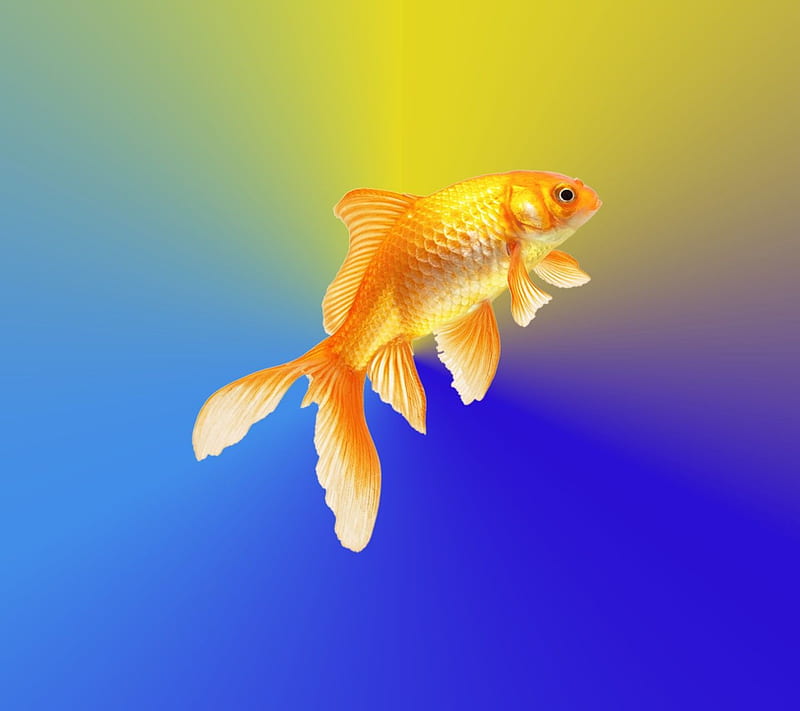 Pin on Goldfish, oranda HD phone wallpaper | Pxfuel