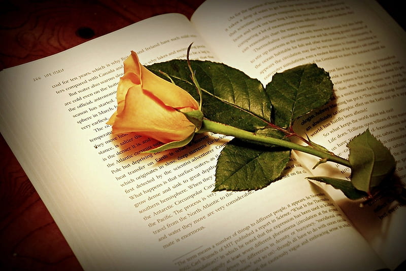Pages of Our Lives, still life, pages, rose, book, yellow, open, lives, HD wallpaper