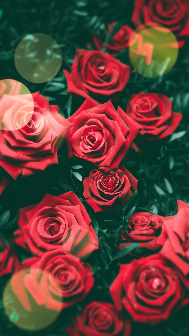 Roses, cute, girly, pretty, rose, HD phone wallpaper
