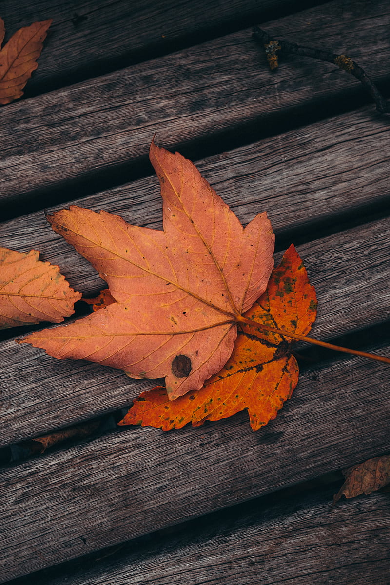 maple, leaves, autumn, boards, wooden, HD phone wallpaper
