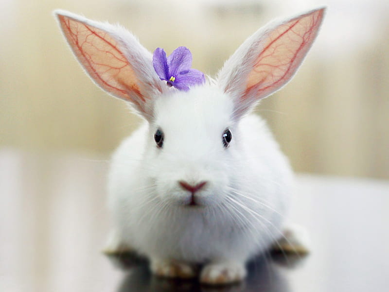 really cute ears :), cute, rabbit, purple, flower, ears, bunny, white, HD wallpaper