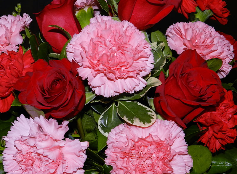 Pink And Red, Red, graphy, Roses, Flowers, Carnations, Nature, Bouquet, HD wallpaper
