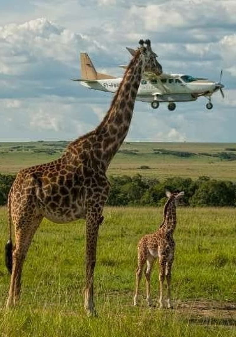 safari, giraffe, nature, HD phone wallpaper