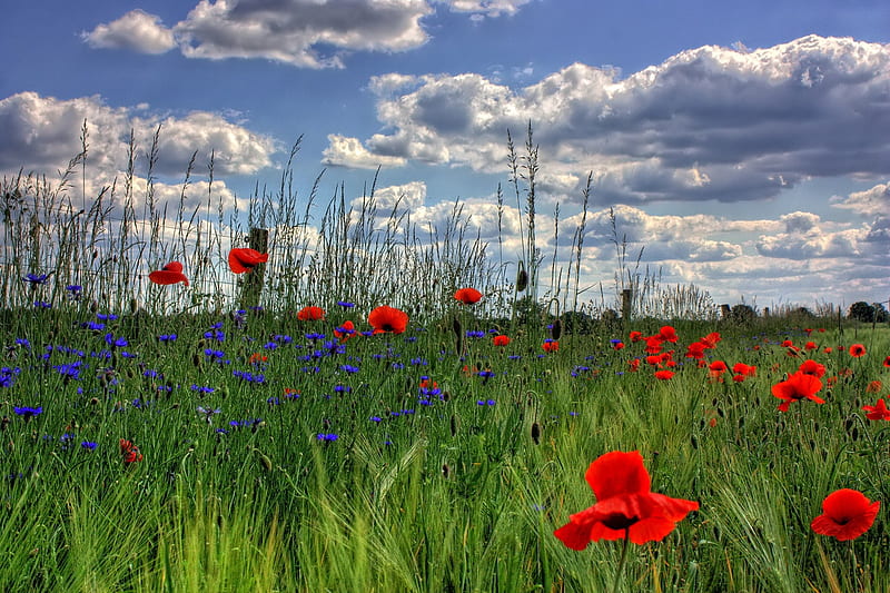 Flowers, Flower, Cloud, Cornflower, Field, Poppy, Sky, Summer, Wheat, HD wallpaper