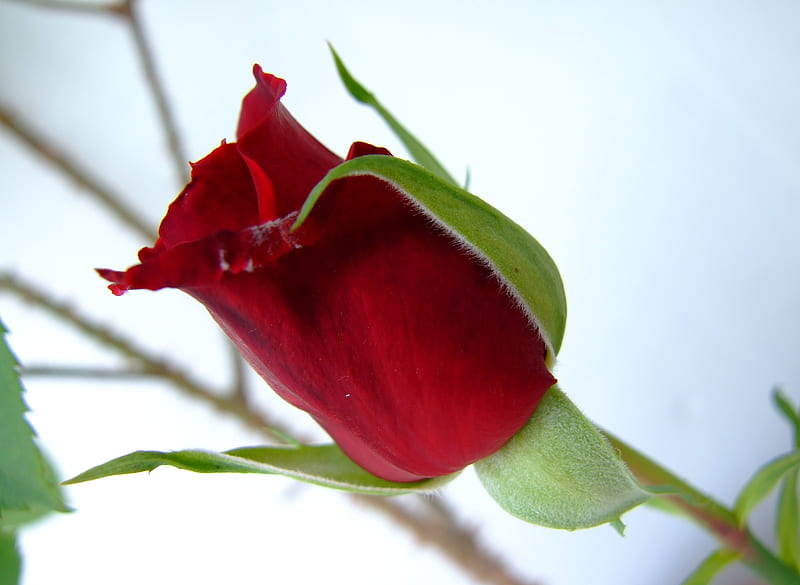 Rose, red, rosebud, HD wallpaper