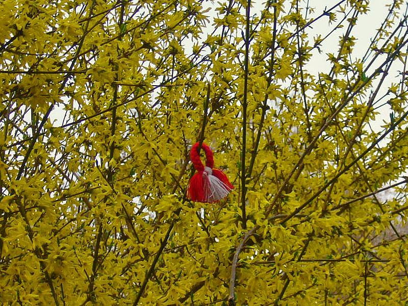 Martenitsa, tree, martisor, flower, yellow, spring, HD wallpaper