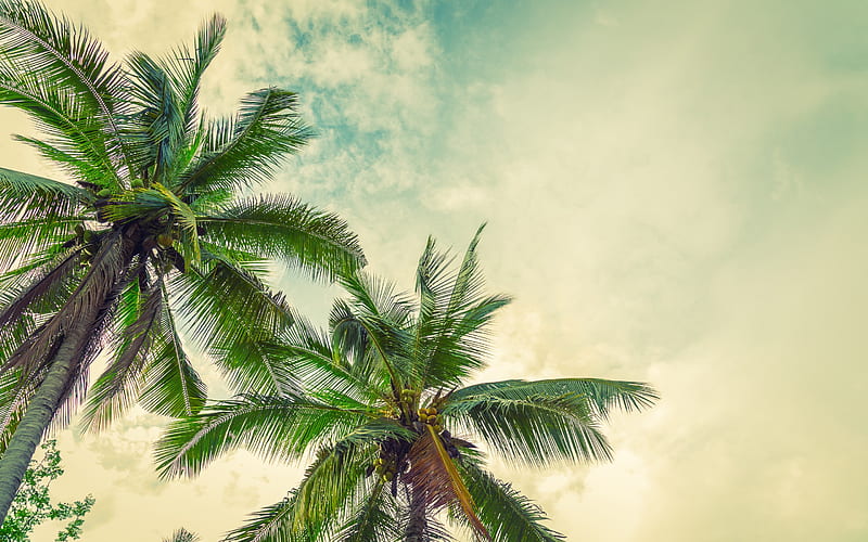 palms, sunset, coconuts on a palm tree, tropical island, evening, sky, palm leaves, HD wallpaper