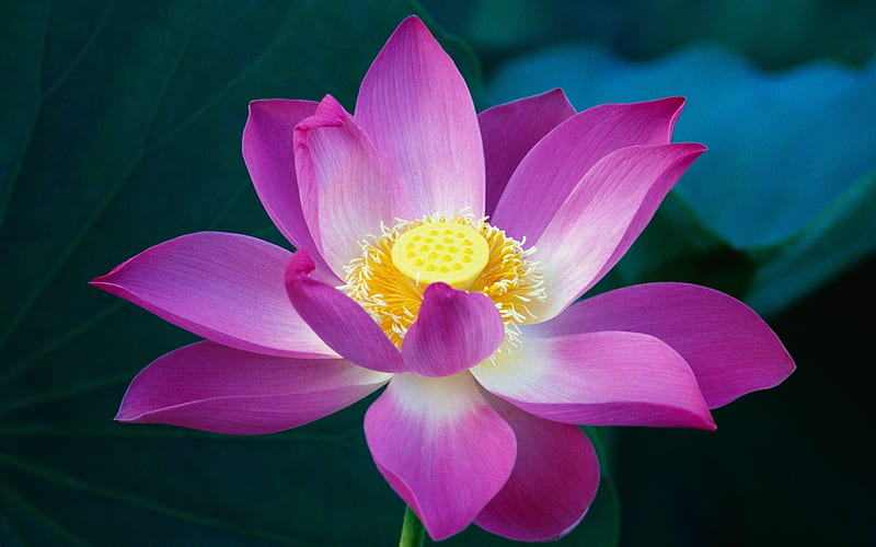 Pink Lotus Flower, HD wallpaper