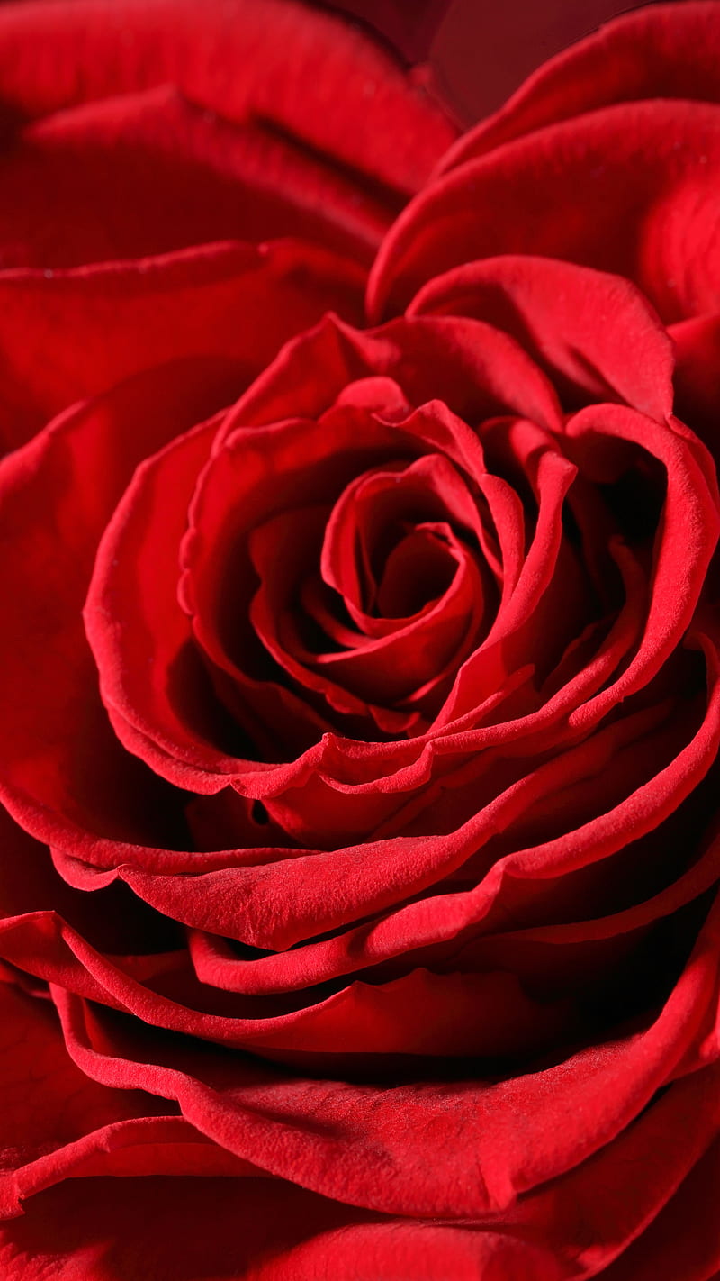 Red rose , flower, bud, bokeh, macro, HD phone wallpaper