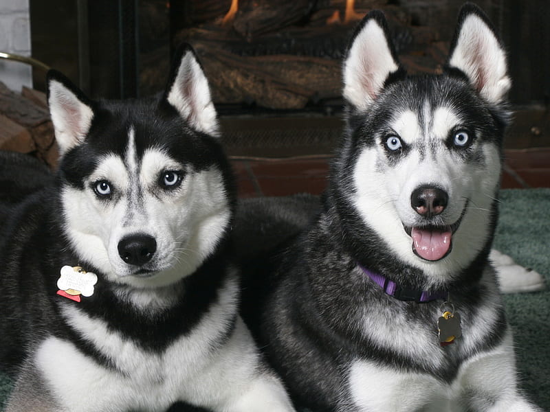 Two Huskies, Puppy, Dog, Animal, Sweet, Husky, HD Wallpaper | Peakpx