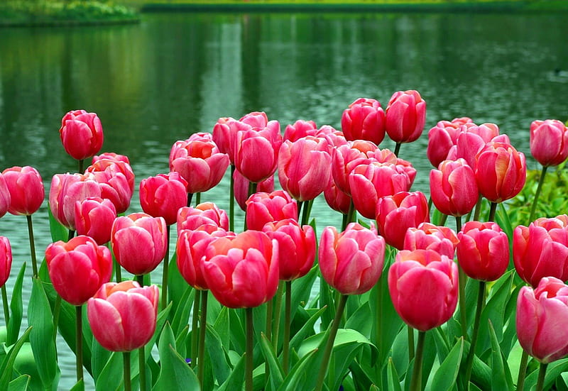 Keukenhof tulips, pretty, shore, lovely, greenery, bonito, lake, pond, nice, water, green, macro, summer, flowers, keukenhof, tulips, reflection, HD wallpaper