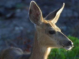 saber toothed deer