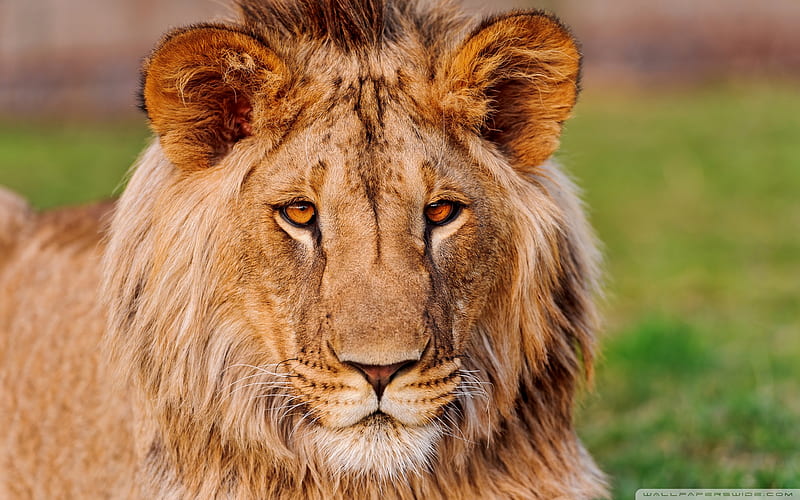 African Lion, bonito, lion, animal, africa, HD wallpaper