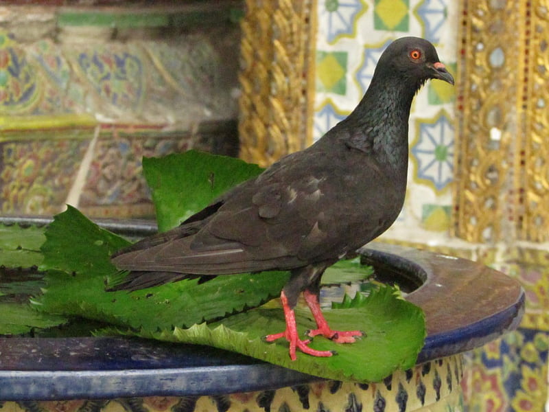 Bird in the temple, pigeon, Grand Palace, lotus, bird, HD wallpaper