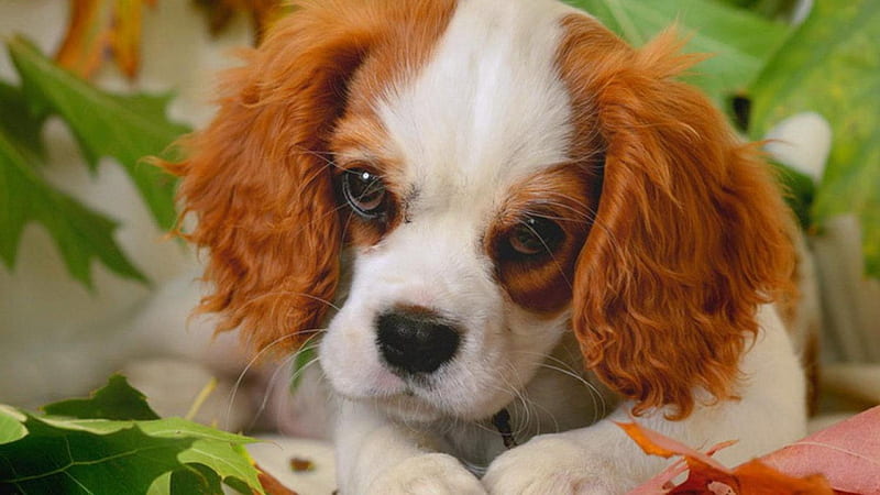 I am a little sad, cute, head, puppy, dog, HD wallpaper