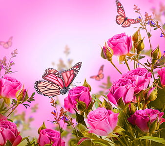 Rose Love, bonito, butterflies, pink, romantic, roses, HD wallpaper ...