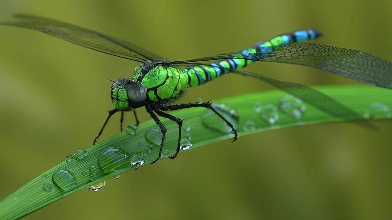 Dragonfly, libelula, wings, green, insect, HD wallpaper