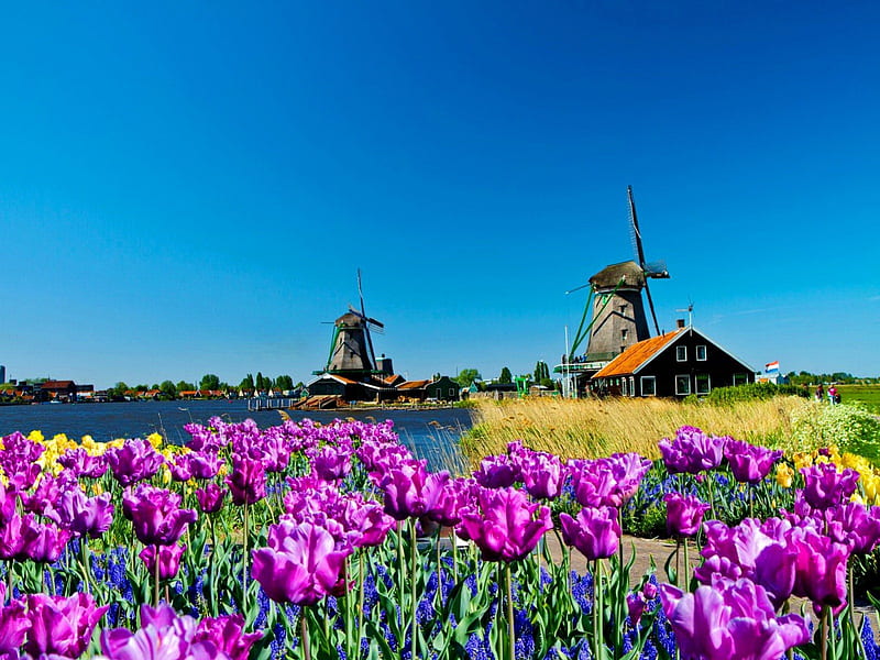 Beautiful Holland, pretty, colorful, sunny, bonito, holland, countryside, europe, flowers, tulips, mills, blue, lovely, sky, purple, summer, nature, meadow, field, HD wallpaper