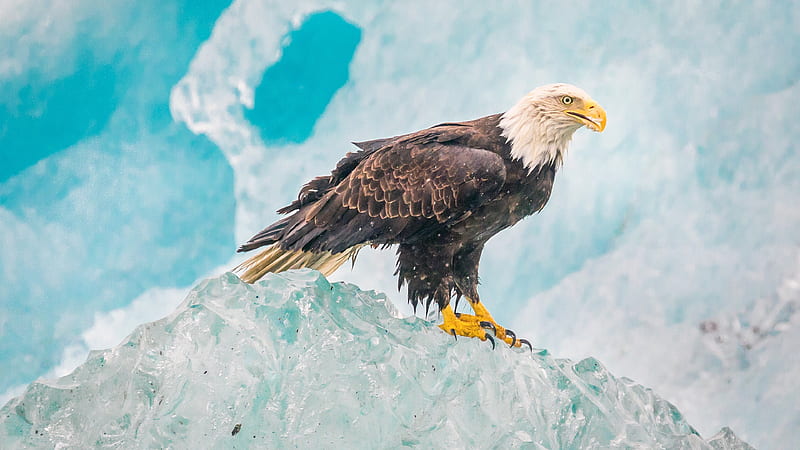 eagle birds, iceberg, wildlife, predators, Alaska, USA, HD wallpaper