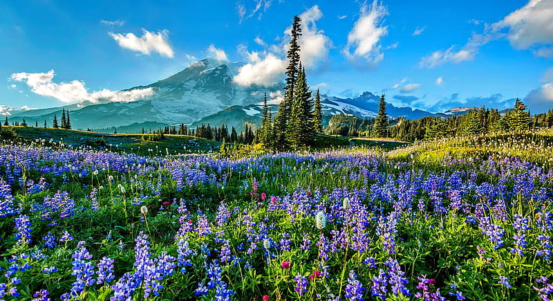Mount Rainier NP, mountain, paradise, wildflower, mount Rainier, national park, bonito, sky, meadow, HD wallpaper