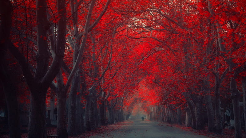 fantastic red treed lined road, red, autumn, lines, road, trees, couple, HD wallpaper