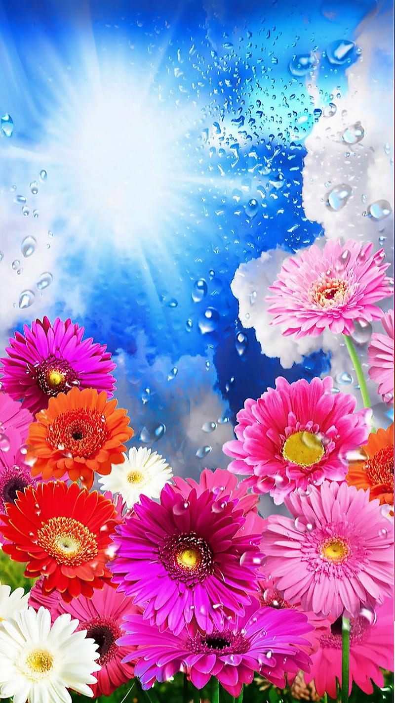 Daisy, flowers, pink, red, sun, water, waterdrops, white, HD phone wallpaper