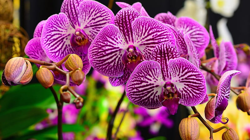 Orchids, Purple, Flowers, Close-up, HD wallpaper | Peakpx