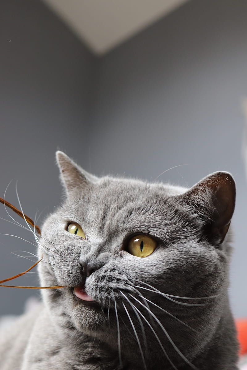 cat, funny, cool, gray, pet, HD phone wallpaper