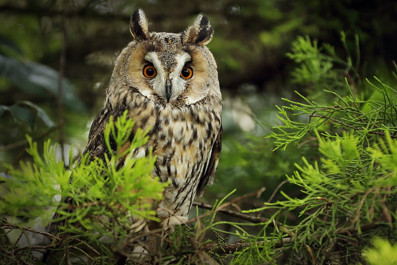 owl, predator, needles, branch, HD wallpaper