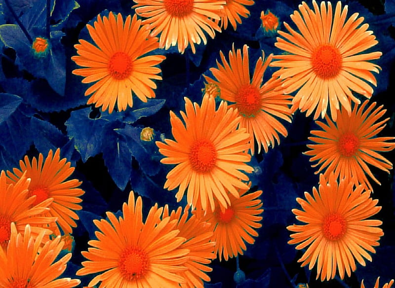 daisies_abstract effect, pretty, dynamic, stunning, orange, orange flowers, bonito, cold, roy, contrast, hot, flowers, Leonid, vibrancy, abstract, daisies, Afremov, awesome, blue and orange, HD wallpaper