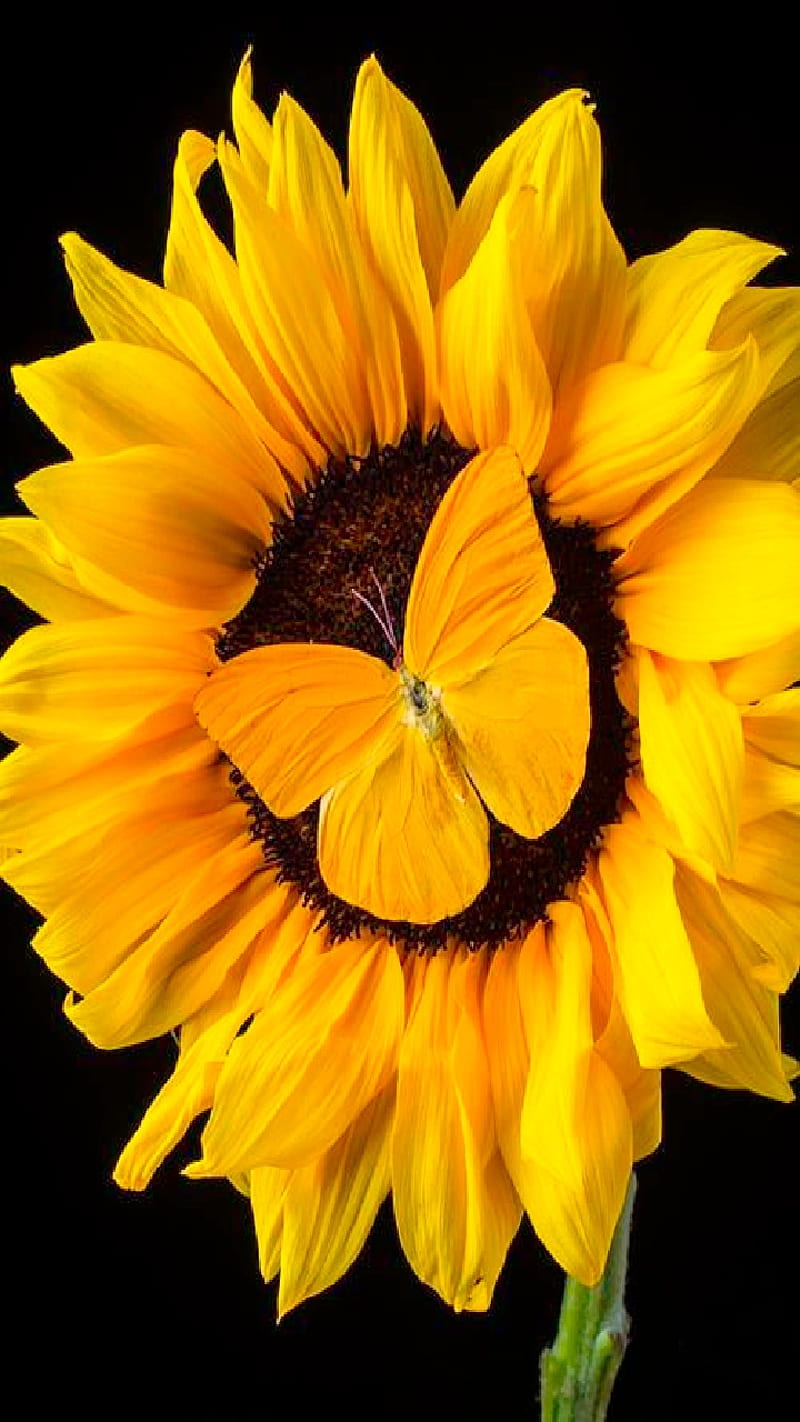 Sunflower, butterfly, flower, yellow, HD phone wallpaper