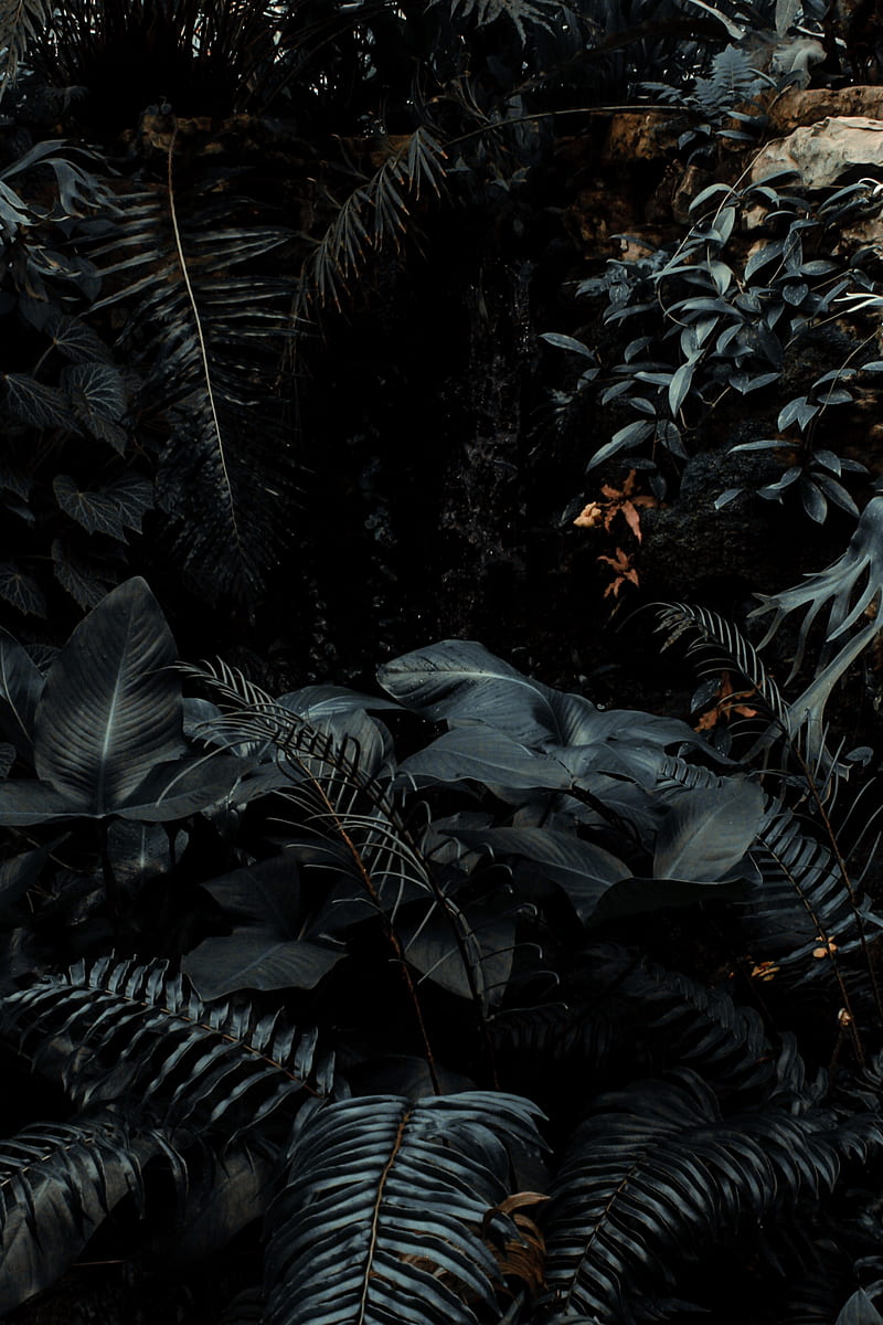 plants, tropical, fern, bushes, dark, HD phone wallpaper