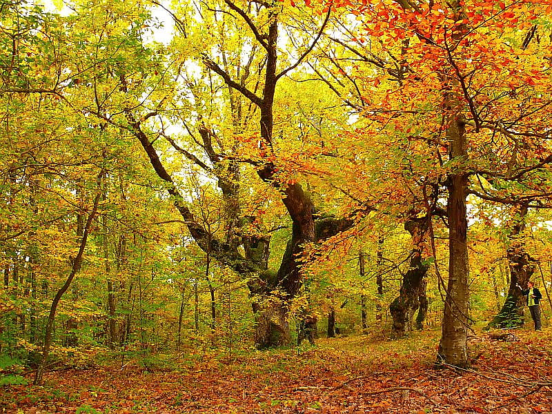 Acient Oak, Strandja Mountain, pretty, forest, fall, autumn, colourful, colors, trees, mountain, leaves, graphy, beauty, nature, oak, bulgaria, HD wallpaper