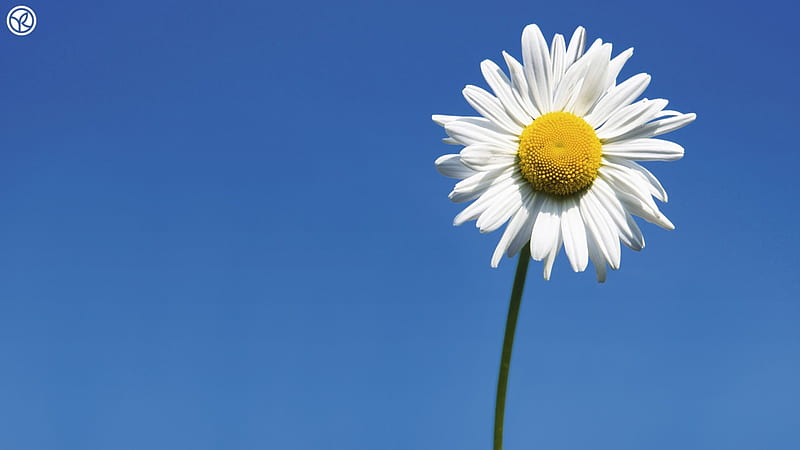 Single White Daisy, flower, daisies, flowers, nature, HD wallpaper