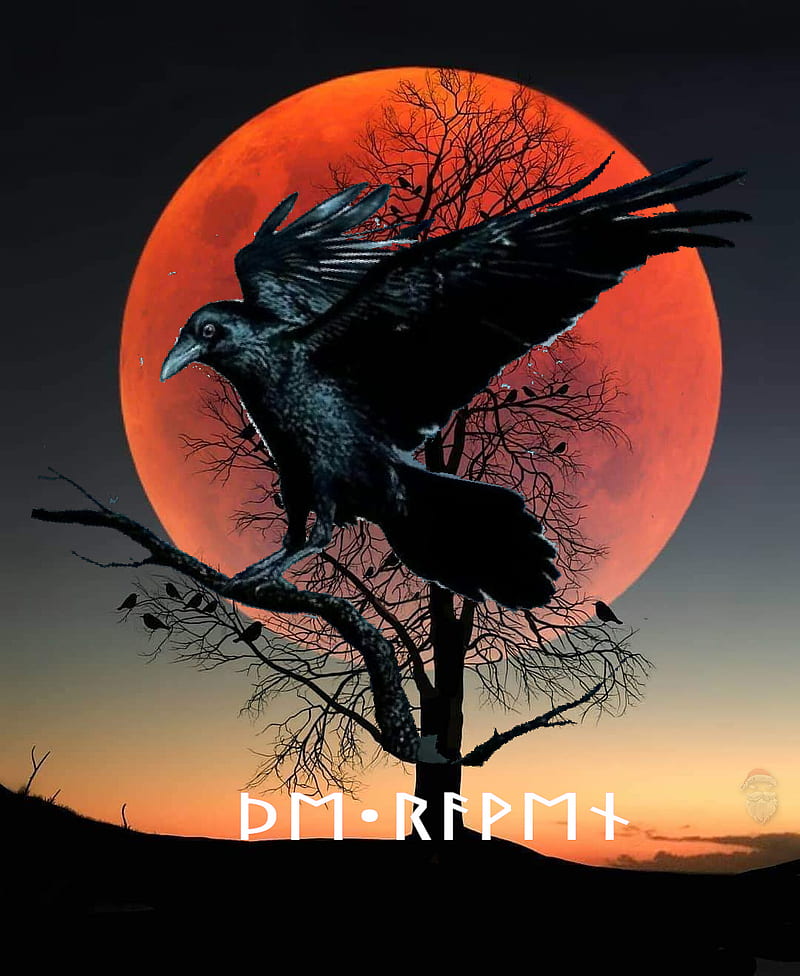 The Raven, black, blackbird, feather, norse, odin, ravens, runes, HD phone  wallpaper | Peakpx