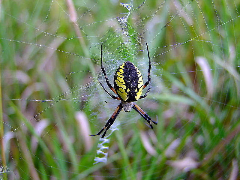 Charlotte's Web, web, black, yellow, garden, spider, HD wallpaper