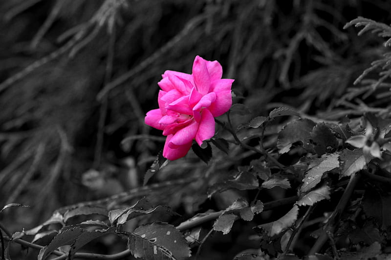 Pink Monochrome, pink rose, pink flower, monochrome rose, HD wallpaper