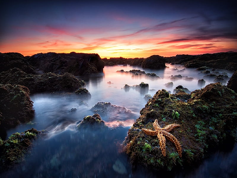 Fallen Star, rocks, water, sunset, star fish, refelction, clouds, sky, sea, HD wallpaper
