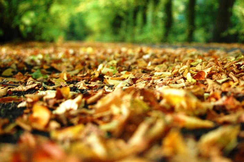 Earth, Close Up, Fall, Leaf, Nature, HD wallpaper | Peakpx