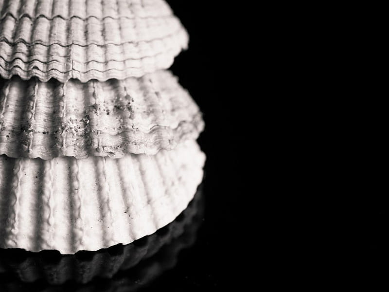 Mussels, scallop, balck and white, black background, HD wallpaper