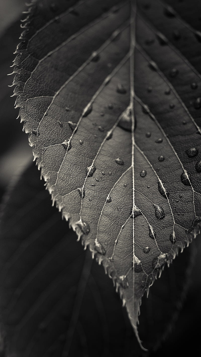 black leaf, dew, waterdrop, macro graphy, HD phone wallpaper