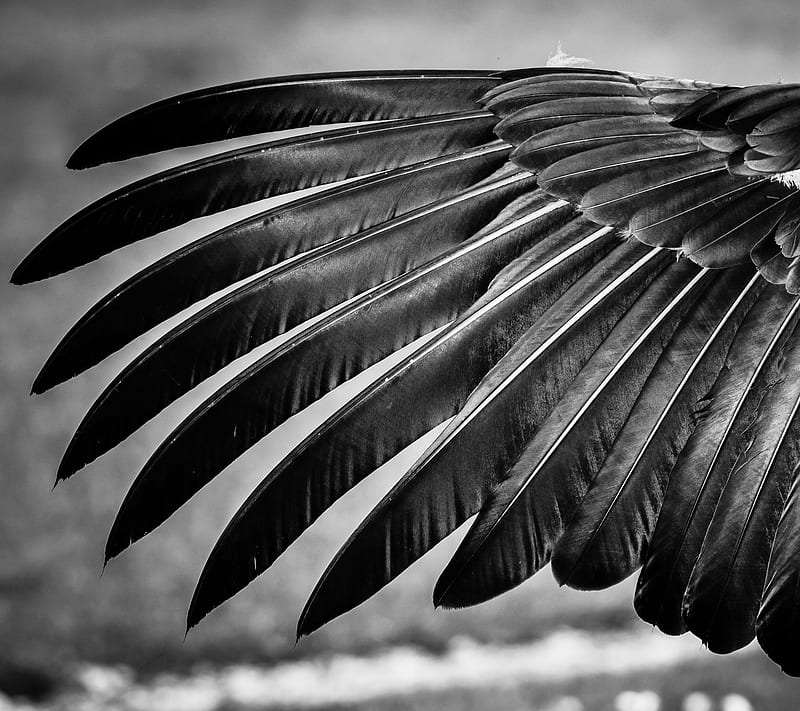 Feathers, black, crow, feather, fly, wing, HD wallpaper
