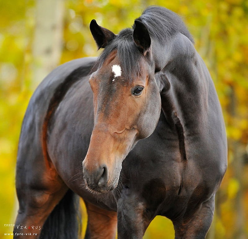 Autum Horse, english horse, bay, horses, thoroughbred, HD wallpaper