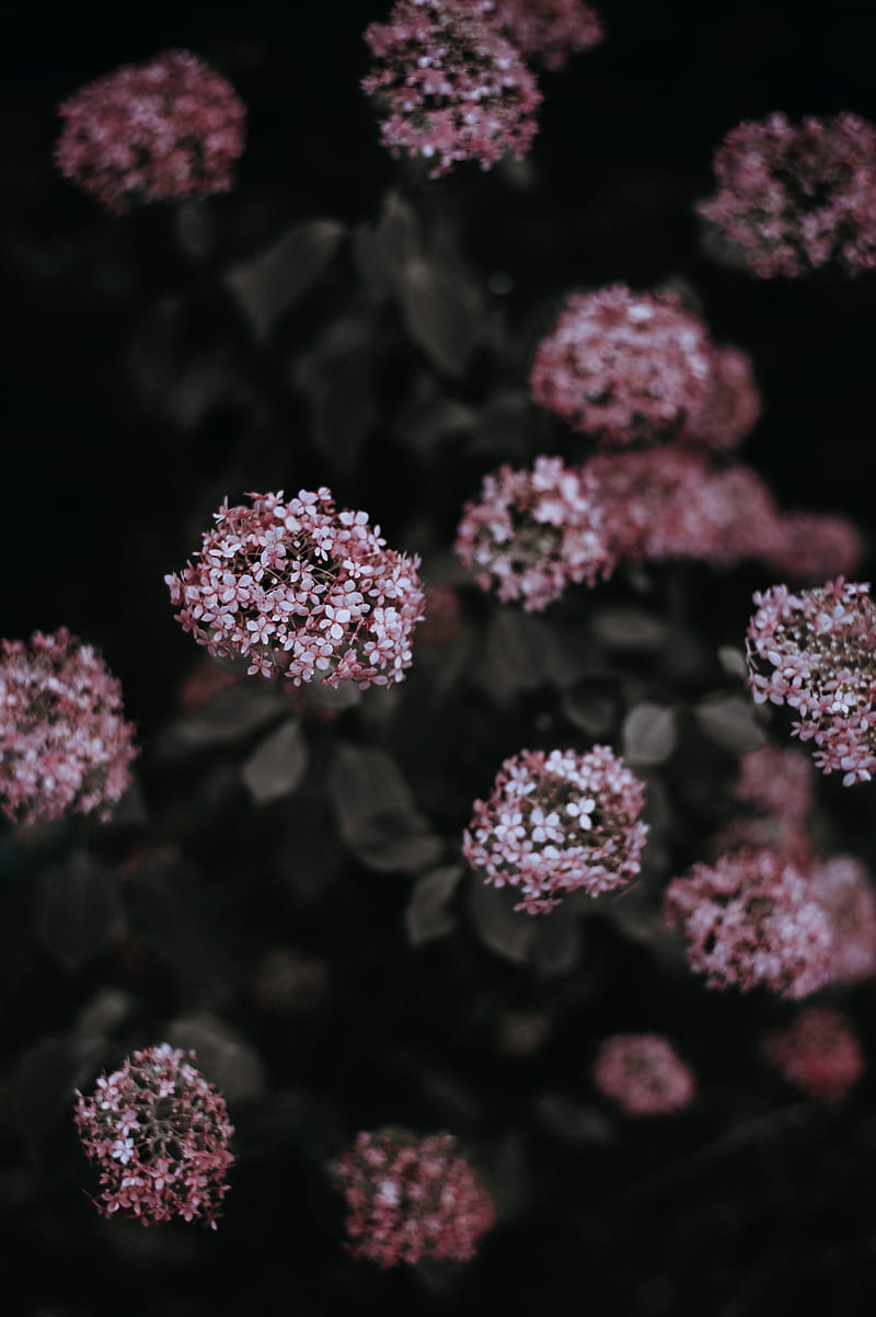Close up of pink petaled flowers, HD phone wallpaper | Peakpx